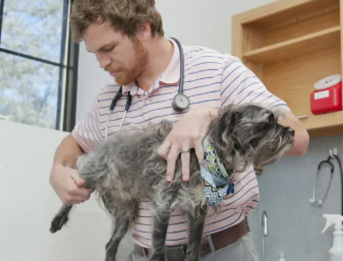 Veterinarian Examining a Gray Dog